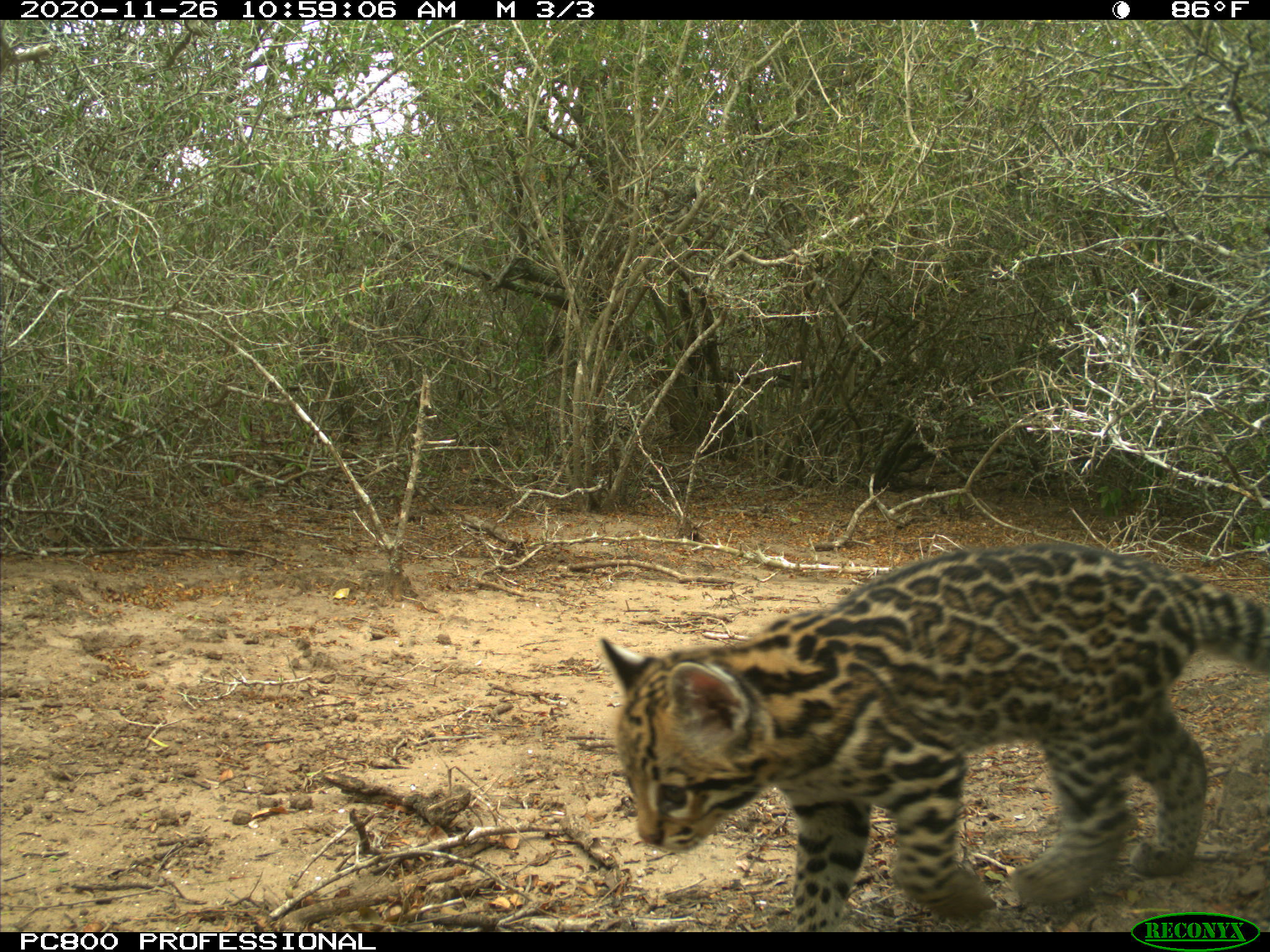 New Wild Ocelot Kitten Photographed in Texas | Defenders of Wildlife